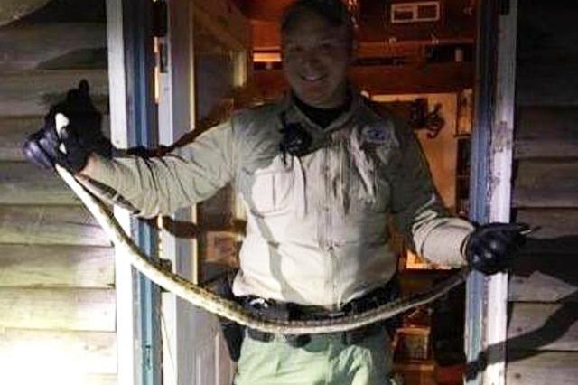A Cheatham County, Tenn., woman awoke to find this snake in bed with her. Screenshot: WTVF-TV