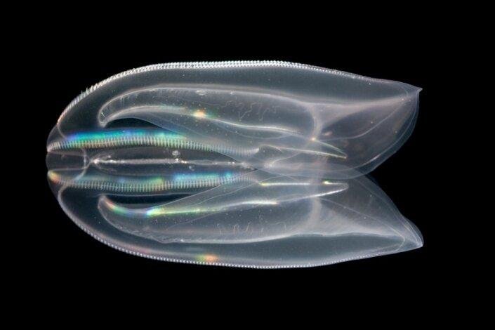 At least two comb jelly species are able to produce&nbsp;coelenterazine, an essential bioluminescent compound, on their own, according to new research. Photo by William Browne