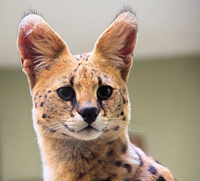An African serval is on the loose after escaping in Sooke, British Columbia. Photo by veverkolog/Pixabay.com
