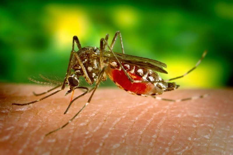 Scientists recover human DNA from mosquitoes