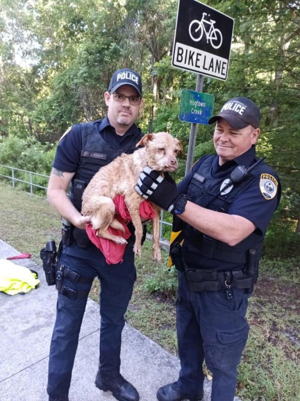 Struggling dog rescued from Florida creek