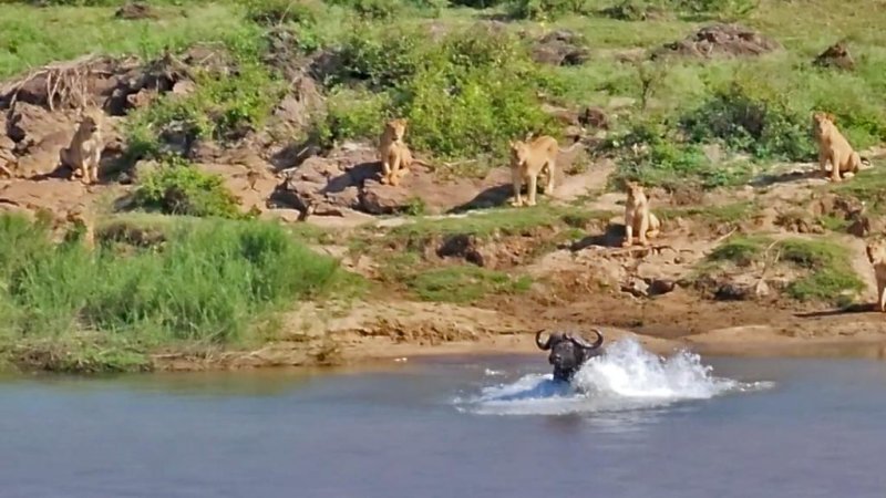 A buffalo ran into a river to escape young lions. Photo courtesy of Latest Sightings
