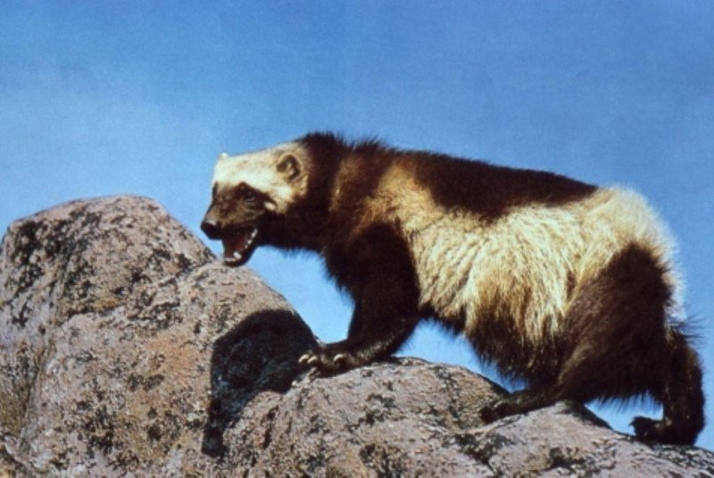 The U.S. Fish and Wildlife Service has designated the distinct population of the North American Wolverine as a threatened species. Photo courtesy National Park Service