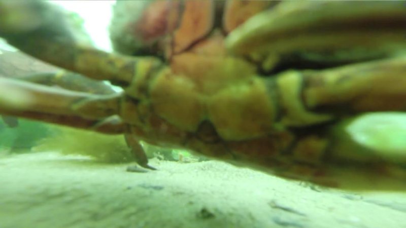 Lost GoPro resurfaces nearly a year later with crab selfie footage