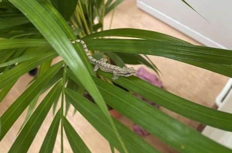 The RSPCA said a member of the public purchased a houseplant from an Ikea store in Exeter, England, and later discovered an exotic gecko hiding among the leaves. Photo courtesy of the RSPCA
