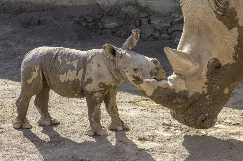 A baby southern white rhino was born at the San Diego Zoo in early August, marking another milestone for the subspecies. Photo courtesy of San Diego Zoo