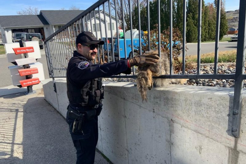 Police in West Richland, Wash., came to the rescue of a coyote that found itself wedged between the bars of a fence. Photo courtesy of the West Richland Police Department/Facebook