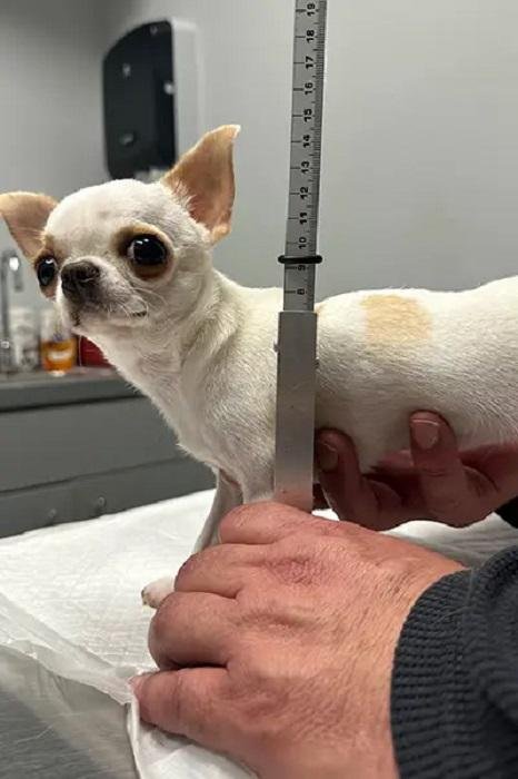 A Florida chihuahua named Pearl was dubbed the world's shortest dog living by Guinness World Records after being measured at 3.59 inches tall. Photo courtesy of Guinness World Records