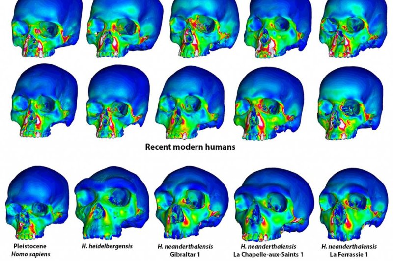 Study explains Neanderthal's uniquely shaped face