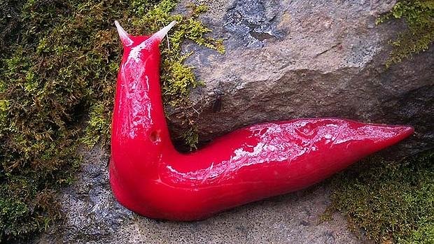 Fluorescent pink slugs up to 8 inches long discovered on Mount Kaputar in New South Wales, Australia. (Australian National Parks and Wildlife Service)