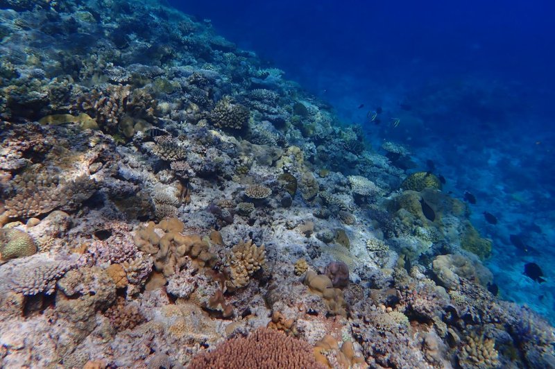 Coral reefs at a study site off Taiping Island, South China Sea. Photo by Yi Bei Liang