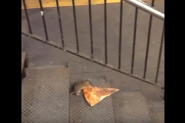 'Pizza Rat' attempts to carry off slice in New York