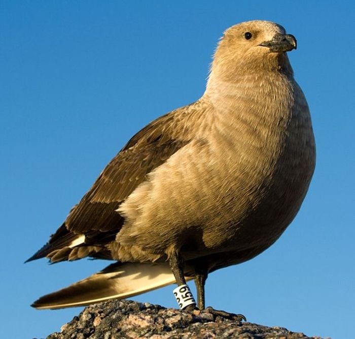 South Polar skua spotted in Oklahoma, far from its antarctic home 