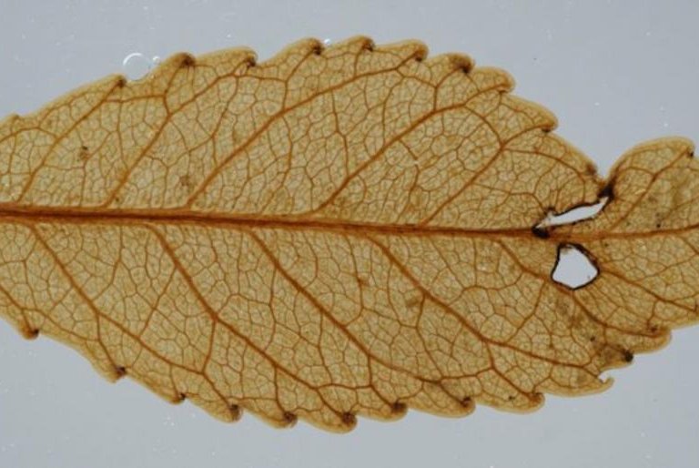 Fossil leaves prove elevated CO2 triggered greening 23M years ago