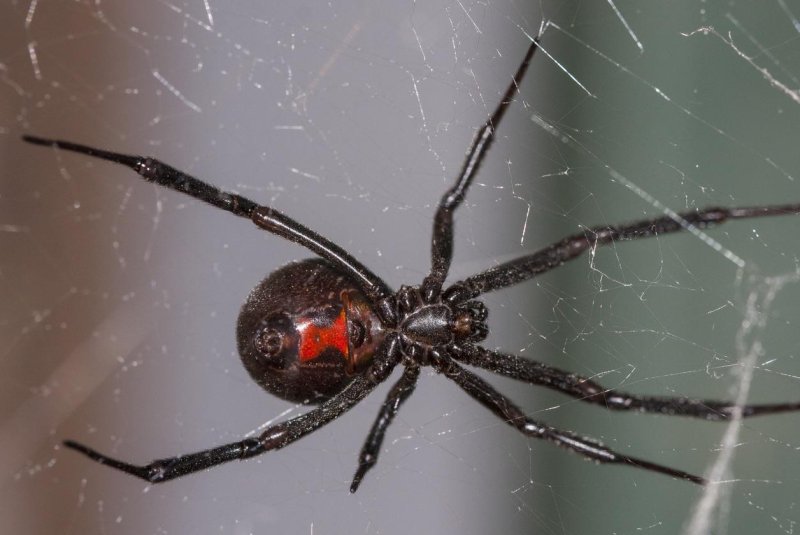 Black widow populations are declining in parts of the southern United States as the spider becomes prey for the non-native brown widow, according to new research. Photo courtesy of National History Museum of Utah
