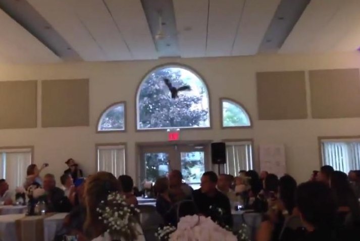 Owl's ring delivery goes spectacularly wrong at Canadian wedding