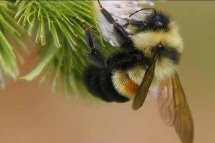 The rusty patched bumble bee is the first bee species to be protected by the Endangered Species Act in the continental United States. Seven bee species native to Hawaii are currently listed. Photo by Dan Mullen/USFWS