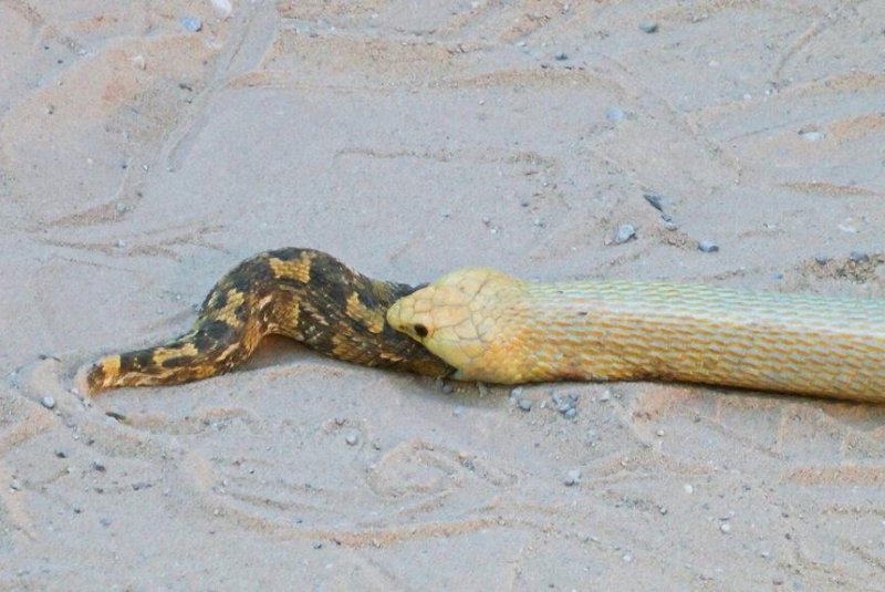 A nature enthusiast captured photos and video of a cobra eating a puff adder while the puff adder is still alive. Photo courtesy of LatestSightings.com