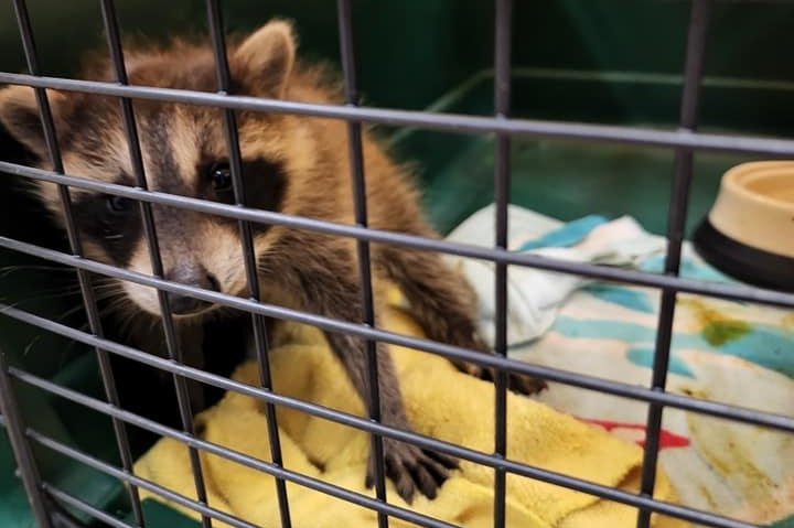 Raccoon rescued from outdoor drain in Ohio