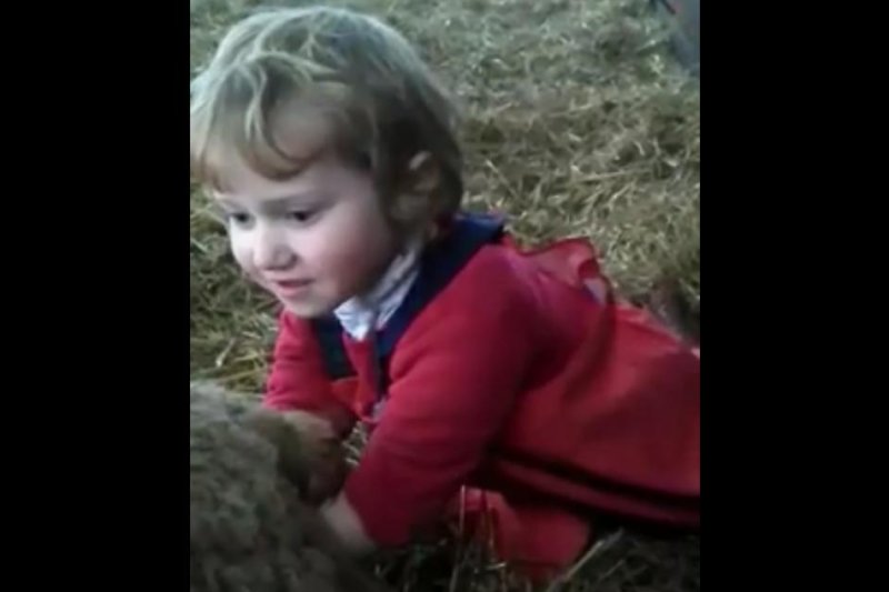 A Welsh 3-year-old helps a mother ewe give birth. Screenshot: Rachel Nicholas/Facebook video