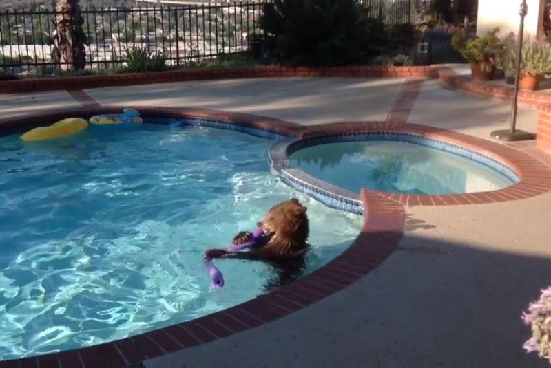 A bear plays with a pool noodle in a Bradbury, Calif., family's pool amid record-high triple-digit heat. Screenshot: Marilyn Di Filippo/Facebook