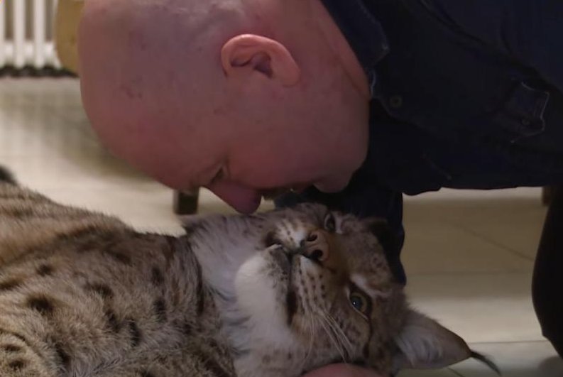 Watch: Lynx living in man's Moscow apartment for six years 