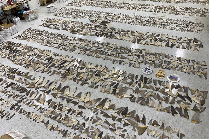Agents bust international shark finning, drug trafficking ring