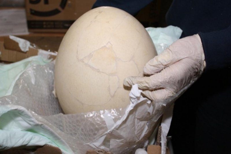 The giant "elephant bird" egg seized by customs officers in Italy. Photo courtesy Agenzia Delle Dogane e Dei Monopoli