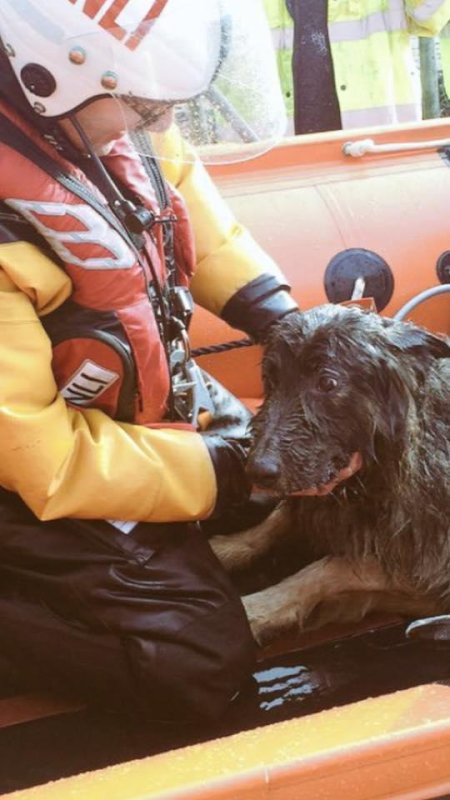 Storm the dog after being plucked from the water more than a mile offshore. Photo by RNLI Hastings Lifeboat Station/Facebook