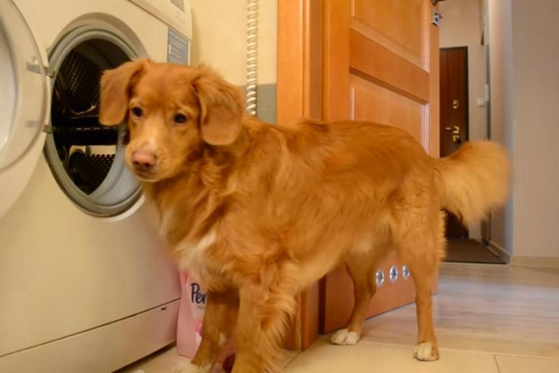 Dog helps owner with the laundry in Norway