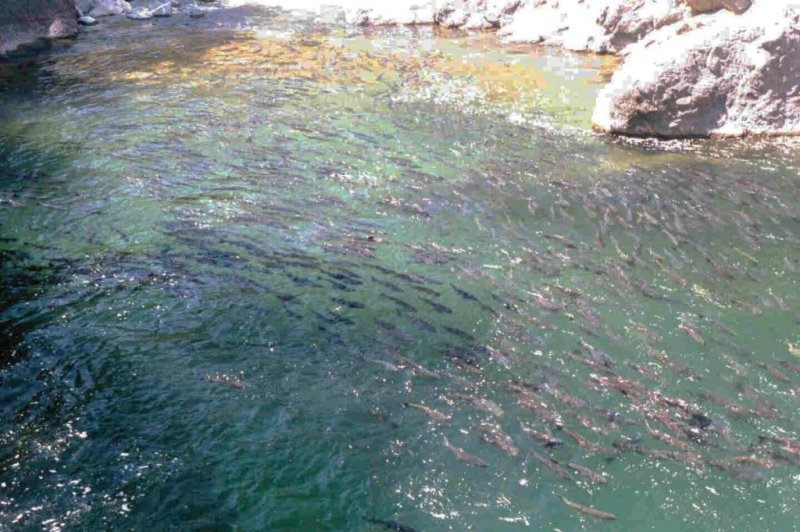 Chinook salmon that migrate in spring, fall more alike than thought