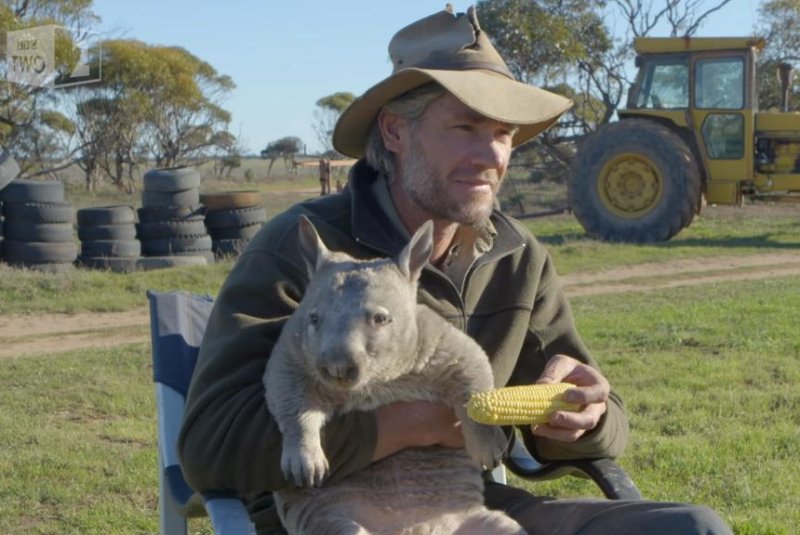 Rude wombat responds to corn offer with epic flatulence