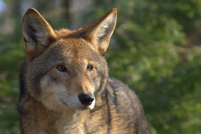 The red wolf is a critically imperiled species and part of the 40% of animals in the United States at risk of extinction, according to a study from NatureServ. Photo by Ucumari Photography/Flickr