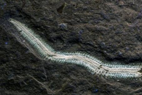 The muscular fossil fireworm, Rollinschaeta myoplena, photographed under UV light. Photo by Luke Parry/University of Bristol