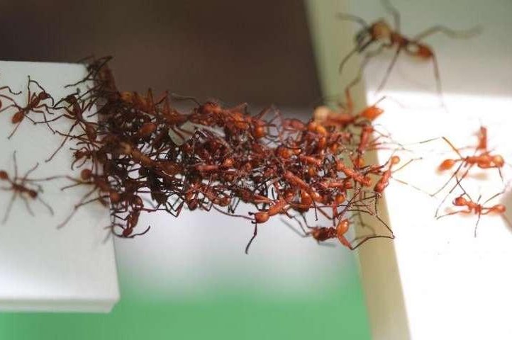 Researchers film ants building bio-bridges with their bodies