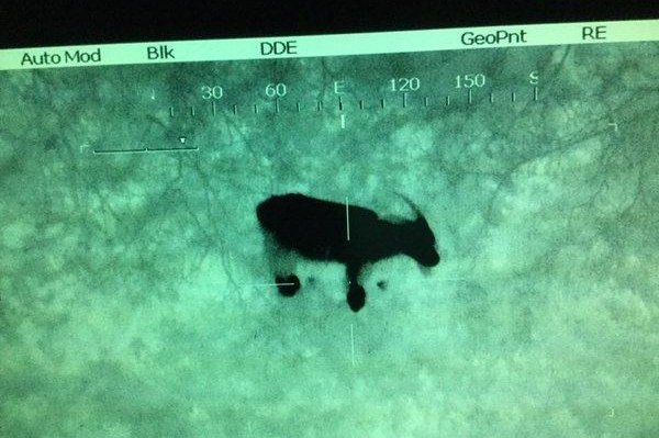 An aerial photo of the goat blamed for making sounds mistaken by a witness for human calls of distress. Photo courtesy of @NPAS_Filton/Twitter