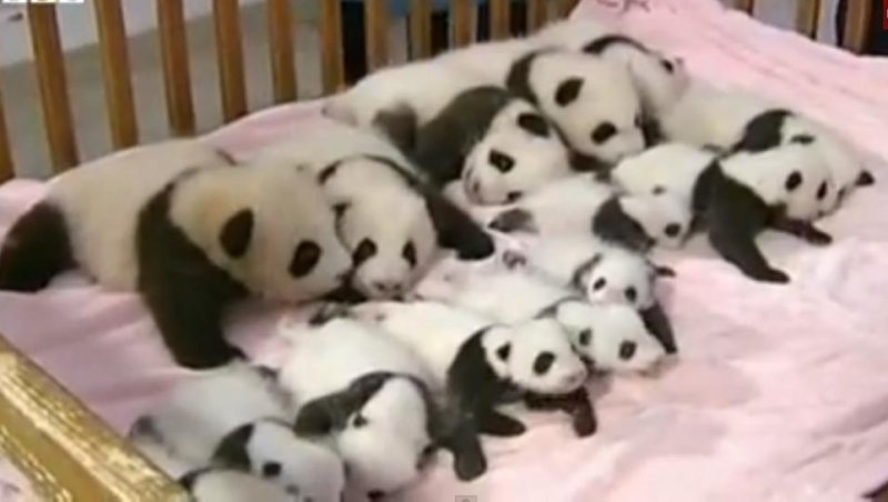14 baby pandas cuddle in giant crib [VIDEO]