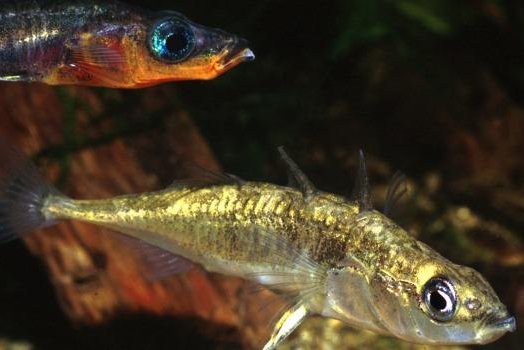 In the 1990s, two species of endangered stickleback fish went extinct and were replaced by a hybridized species in Enos Lake on Vancouver Island. Photo by Ernie Cooper/UBC