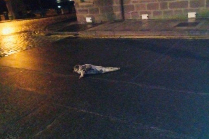 A seal pup was rescued by a Scottish veterinary clinic Wednesday morning after wandering into the center of the town of Stonehaven. Photo courtesy of Kirkton Veterinary Centre