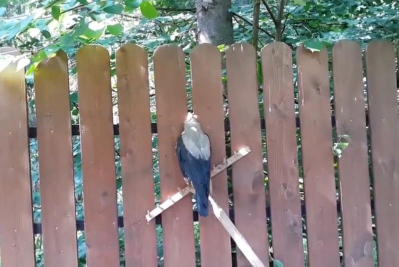 Man uses wooden rake to free crow's head from wooden fence