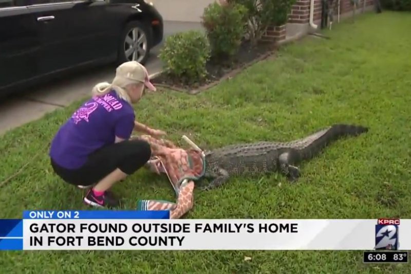 "Gator Girl" Christy Kroboth places a blanket over an alligator's eyes to calm it down after capturing the animal from a Texas driveway. Screenshot: KPRC-TV