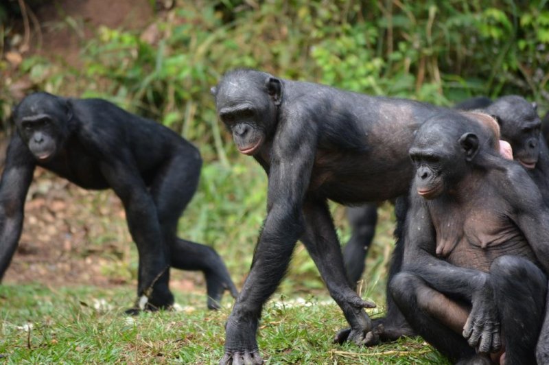 Bonobos are known for being especially friendly and spending most of their time as a large group. Photo by Public Domain/<a class="tpstyle" href="https://pixabay.com/en/bonobo-primate-ape-lola-ya-bonobo-2139552/">Pixabay</a>