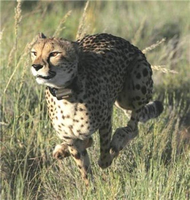Cheetah wearing instrument collar in study of hunting strategies. Credit: Queen's University Belfast