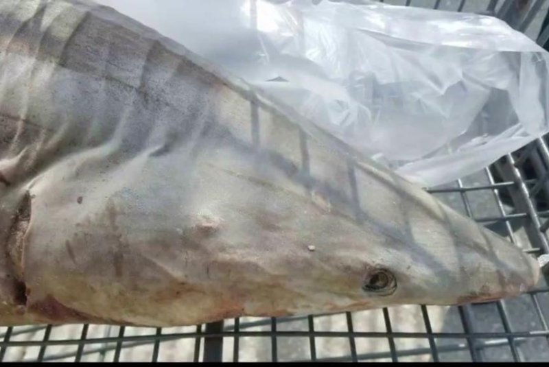 Dead shark in Florida Walmart parking lot baffles investigators