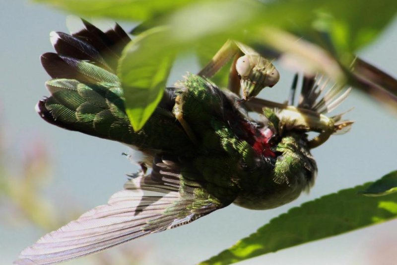Praying mantises all over the world hunt and eat birds