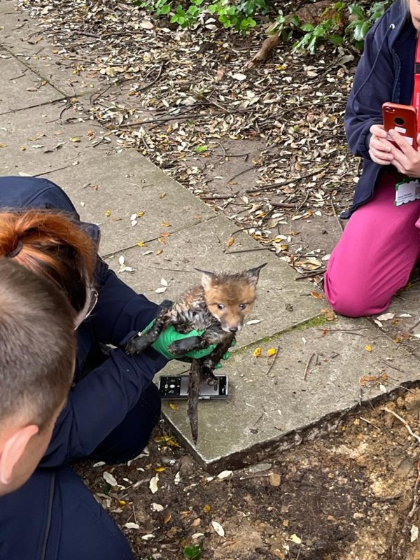 The Essex County Fire &amp; Rescue Service helped free a baby fox trapped in an underground pipe. Photo courtesy of Essex County Fire &amp; Rescue Service