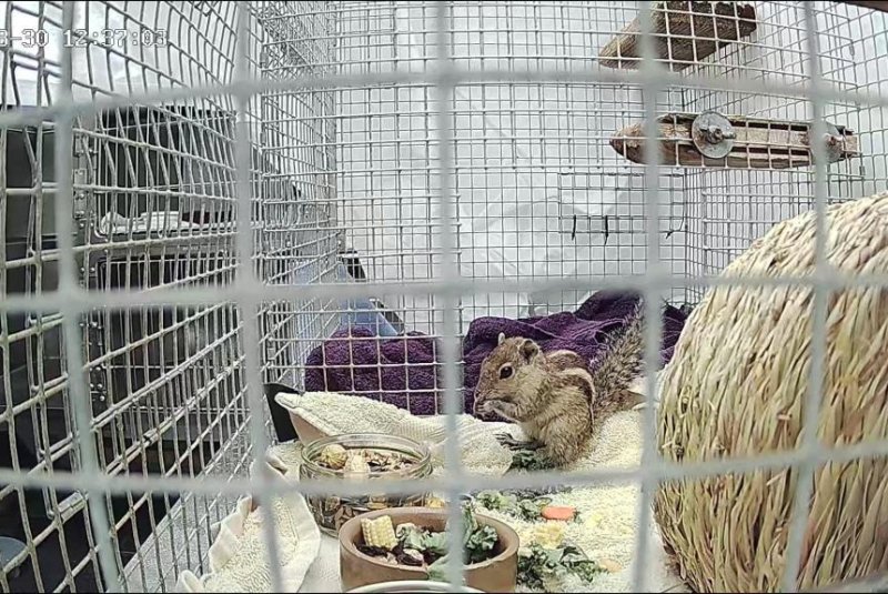 A palm squirrel named Zippy is in the care of animal rescuers after stowing away from India to Scotland on a boat. <a href="https://www.facebook.com/photo/?fbid=438733081628243&amp;set=a.370630721771813">Photo courtesy of The NEW ARC/Facebook</a>