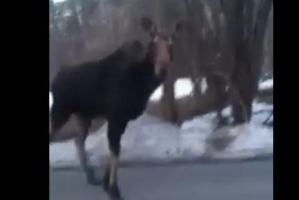 Maine moose's moves transfix teen in viral video