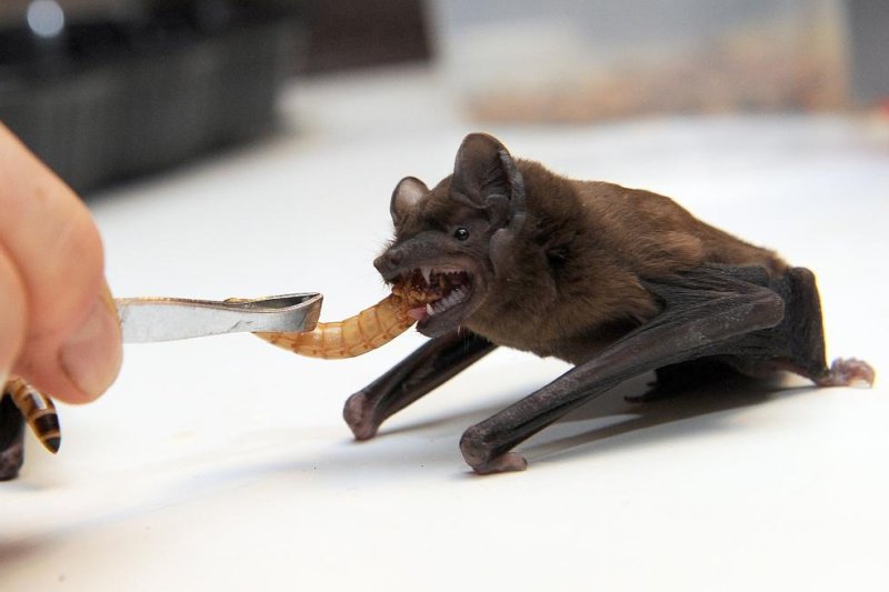 Study: Recovery of Caribbean bats would take 8 million years