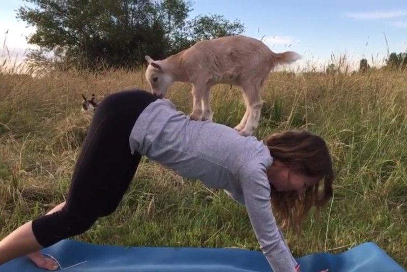 A baby goat makes "Goat Yoga" complicated for an instructor. Screenshot: Newsflare